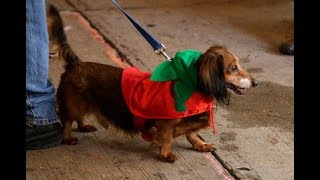 Sheboygan's Al & Al's holds Weiner Dog competitions