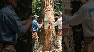 #Shorts #Transformation #Birdhouse #Cleaning #Satisfying #Nature #Viral #Art