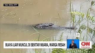 Buaya Liar Muncul di Sekitar Muara, Warga Resah