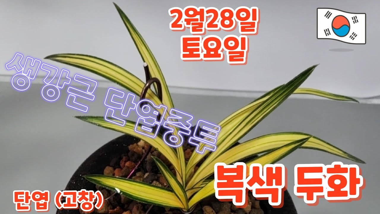 2월28일ㆍ토요일ㆍ10품종ㅡㅡㅡ생강근  단엽중투ㆍ단엽 주금복륜ㆍ단엽 (고창)  단엽호ㆍ산반중투ㆍ두화 (자복색화)     💥💥💥   [4K]