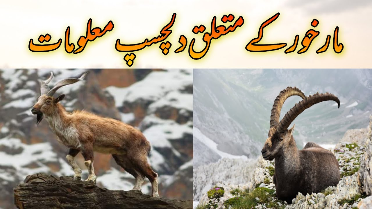 Information about Ibex |مارخور کے متعلق اہم معلومات جانیں| 