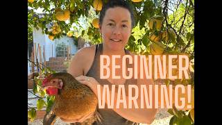 7 Things I Wish I Knew Before Getting My First Chickens (Beginner’s Guide) 7 Things They Never Tell You Before You Get Chickens