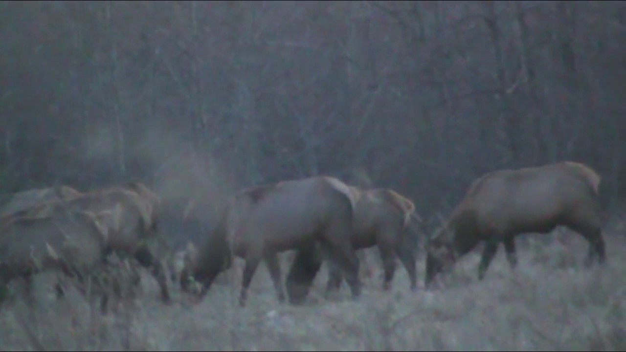 elk in the natural habitat YouTube