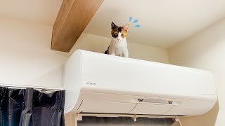 エアコンの上に登ったものの降り方がわからなくなる子猫