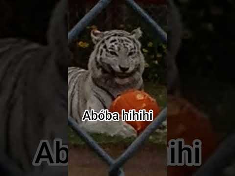 #abobahihi