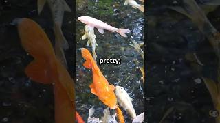 WHY KOI FISH CONSIDERED LUCKY.. UNTOLD STORY