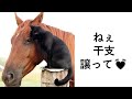 殿堂入りボケてがツッコミどころ満載だったwww433