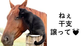 殿堂入りボケてがツッコミどころ満載だったwww433