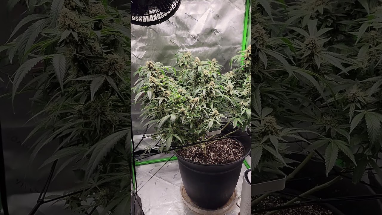 Watermelon OG 🍉 Day 46 flower 