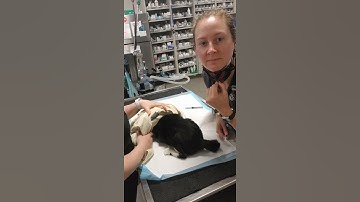 Skill #12 - Feline SQ injection