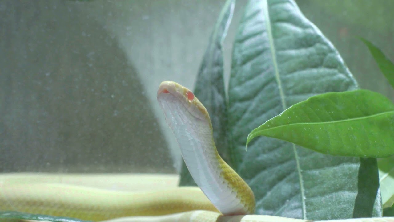 Snake Sound Effect Hissing fulll HD 1 hour