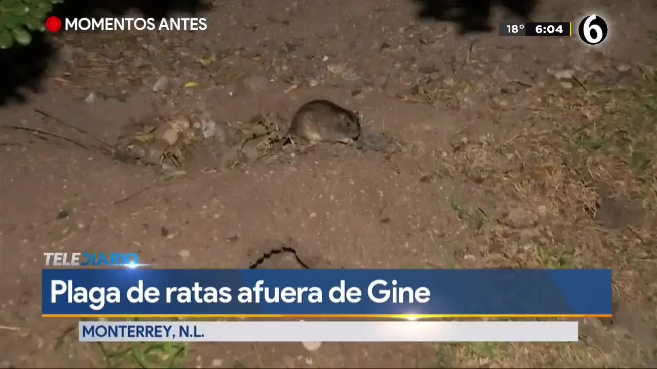 Denuncian plaga de ratas en Hospital de Ginecología del IMSS - YouTube