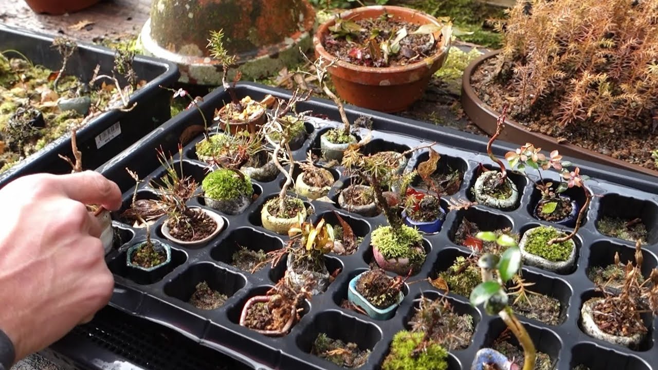 Bonsai diary】 小さな山採り素材の手入れ（ハマクサギ）♯296 - YouTube