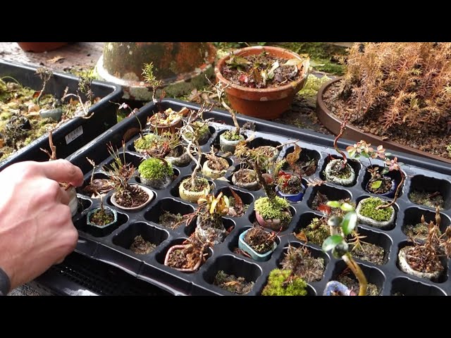 Bonsai diary】 小さな山採り素材の手入れ（ハマクサギ）♯296 - YouTube