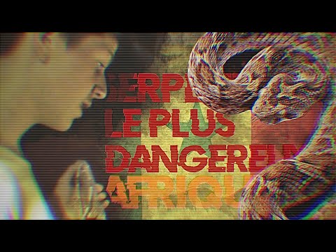 Face à face avec un des serpents les plus dangereux d'Afrique! (Sénégal Herping)