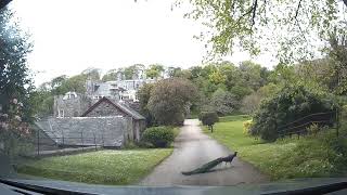 Павлин и фазан, Англия__Peacock and pheasant, England