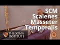 Palapation of SCM, Scalenes, Masseter and Temporalis