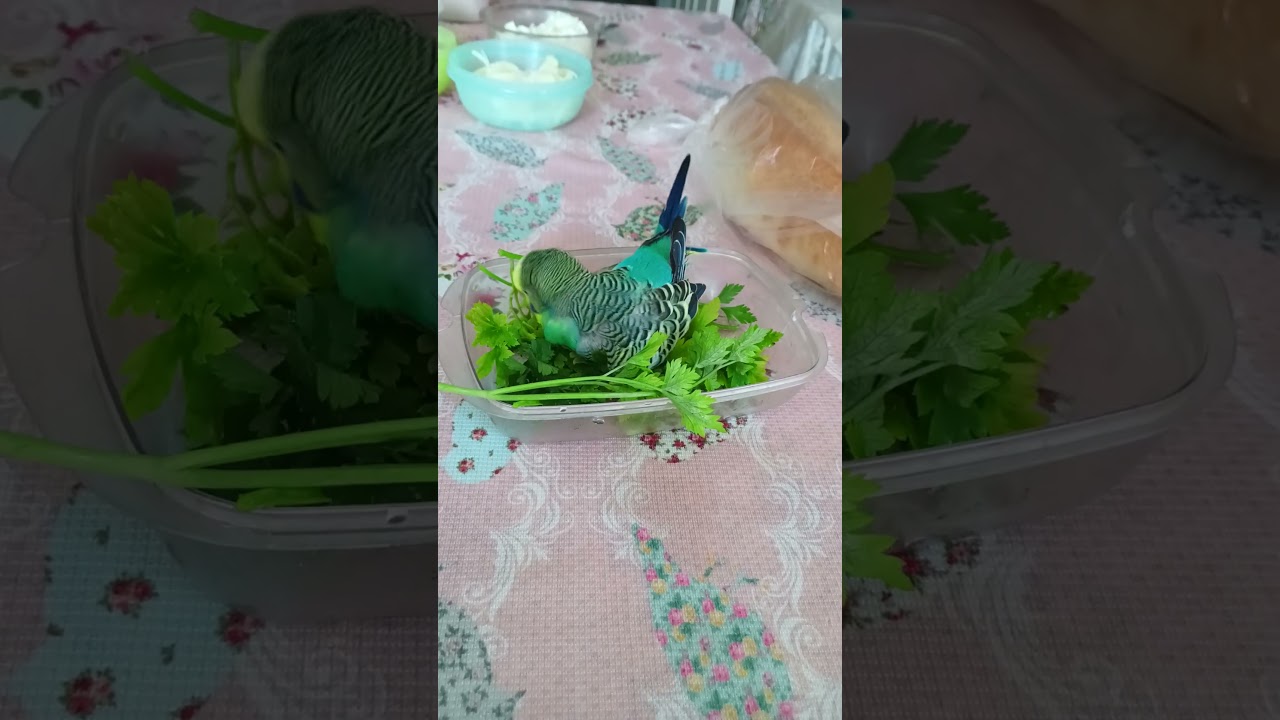 Bıcı Bıcı 😱😁 #birds #birds #talkingparot #talkingparot #budgies #blackfacebudgie #parrot #birdsong