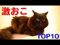 【しゃべる猫】激おこランキング Top10【しおちゃん】