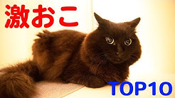 Theo The Talking Cat Youtube