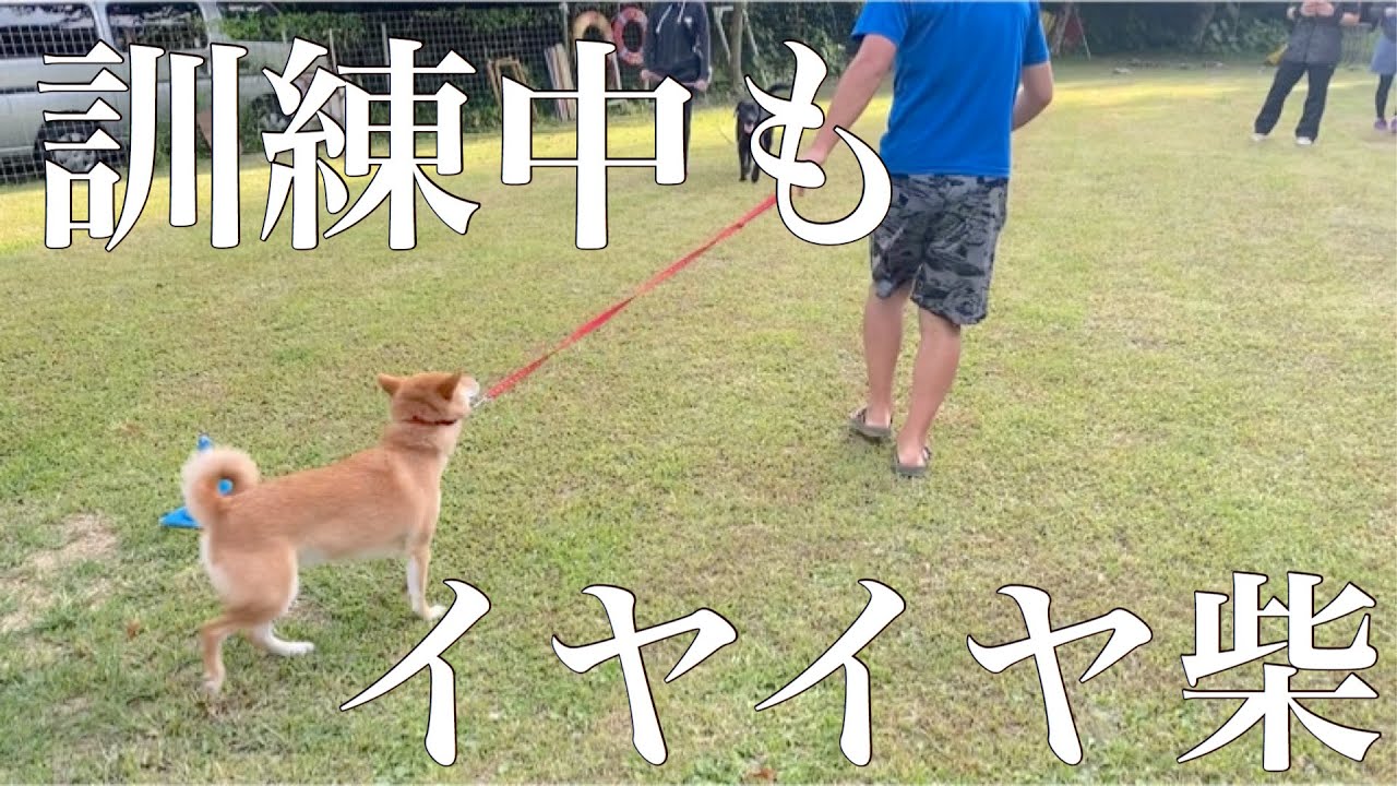 柴犬って頑固 だけど無視して歩く Youtube