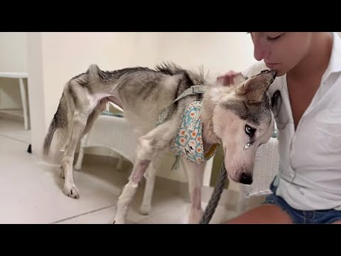 Reported Missing, Then Left to Die— For a Year He Waited, Starving, for Owner Who Never Returned