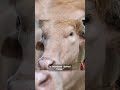 Buffalo spared thanks to "Trump Hair"