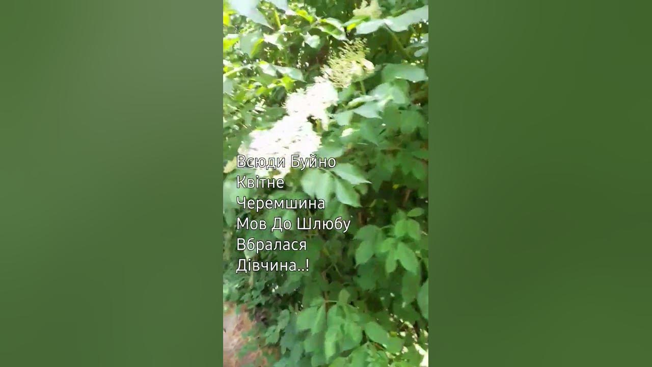 Всюди Буйно Квітне Черемшина Мов До Шлюбу Вбралася Калина..!@Shorts ...