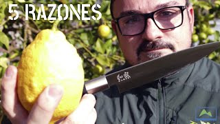 5 RAZONES por las que debes CULTIVAR un LIMONERO en casa  #LdN #frutiCULTURA