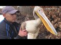 Пеликан в Краснодарском крае. Как мы спасали пеликана возле Вилладжио