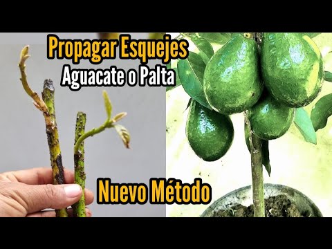 Video: Enraizamiento de esquejes de aguacate: cómo propagar un esqueje de árboles de aguacate