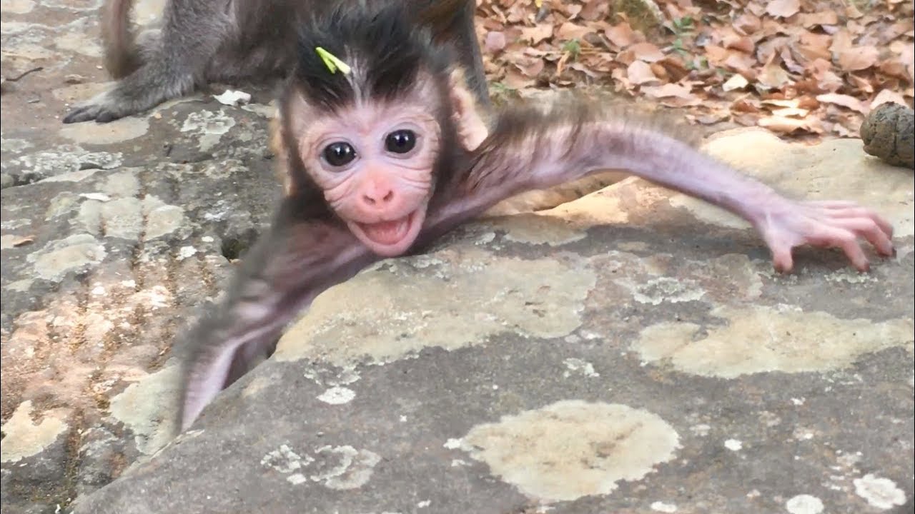 Newborn baby Viola and Julina so active. Cute newborn baby monkey so lovely