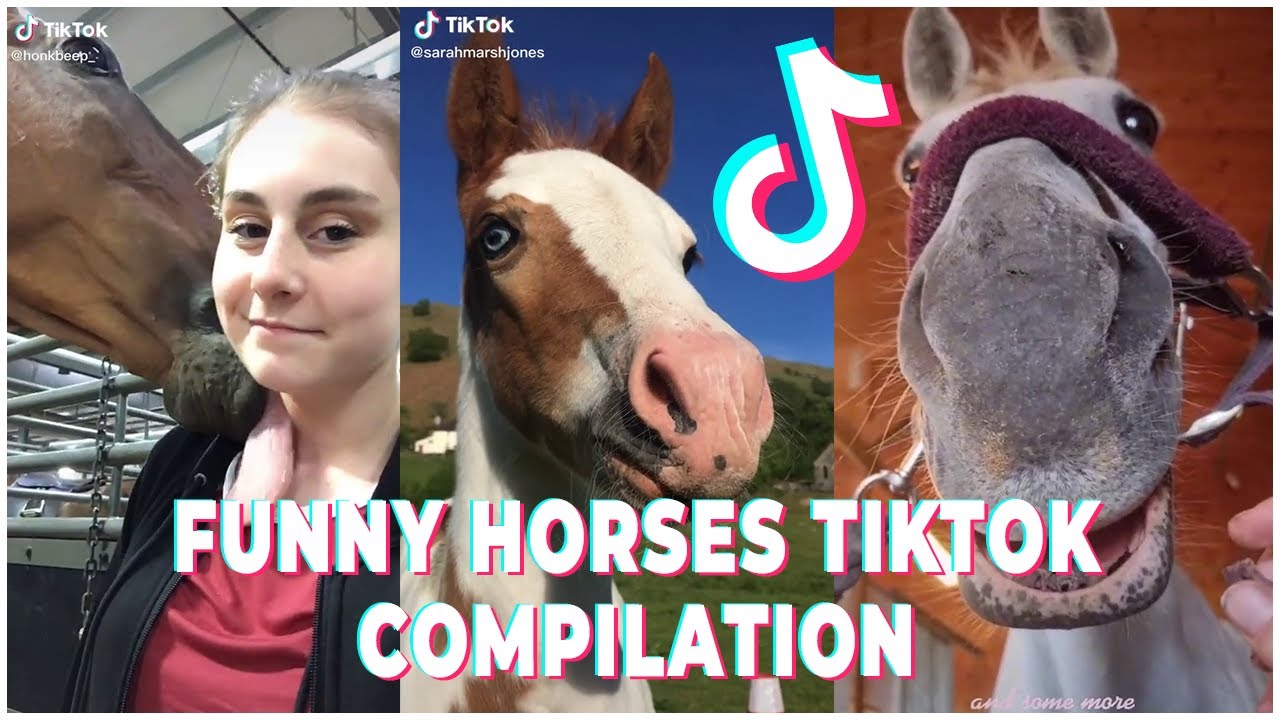Cute And Funny Horse TikToks That Went Viral! YouTube