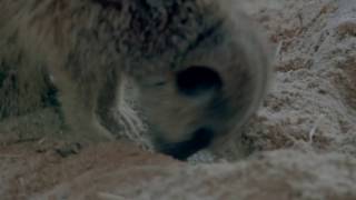 Meerkats looking for dinner | The Zoo | RTÉ One