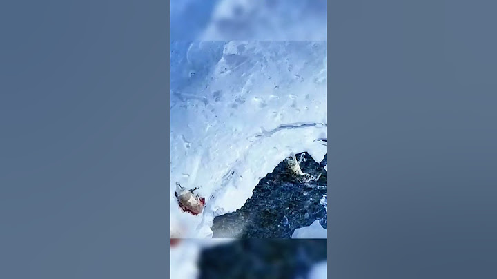 💥雪豹抓岩羊 不小心掉落悬崖 Snow leopard catches a bharal #animal 【跟着图尔去旅行】