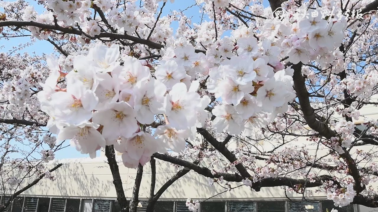 桜開花 秋田市に春の便り 平年より５日早く 動画 秋田魁新報電子版