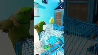 #mithukibatain #parrot #talkingparot #talkingparrot #nonstoptalkingparrot #funny #greenparrot #parro