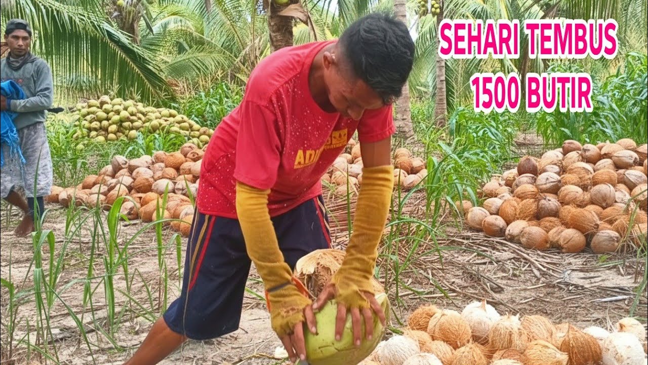 KUPAS KELAPA CEPAT ALA THAILAND SEHARI TEMBUS 1500 BUTIR