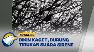 Bikin Kaget, Burung Tirukan Suara Sirene Polisi