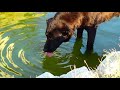 Собачья жизнь в Ялте БЕЗДОМНЫЕ ЖИВОТНЫЕ // Ялта LIVE Крым