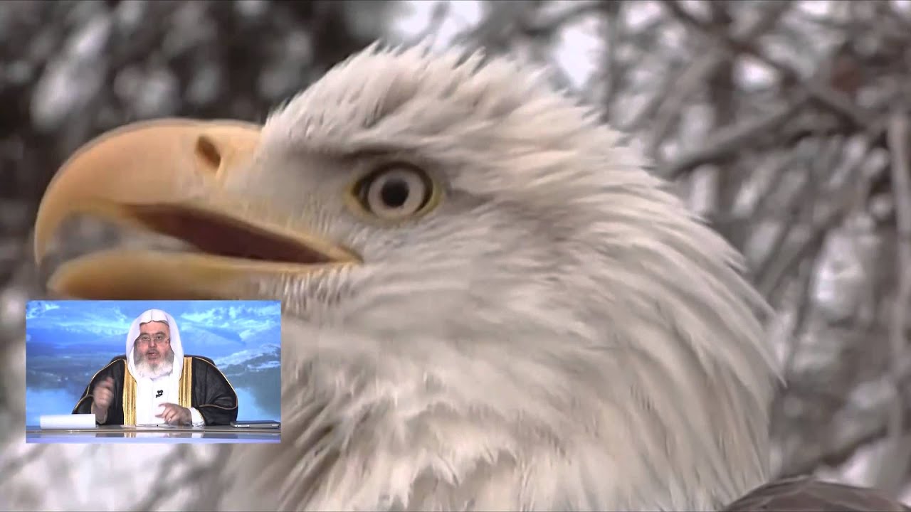 26 - آيات الله في الطيور المهاجرة