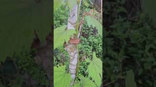 Growing Grapes  In Jamaica