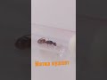 Camponotus Фенджикои