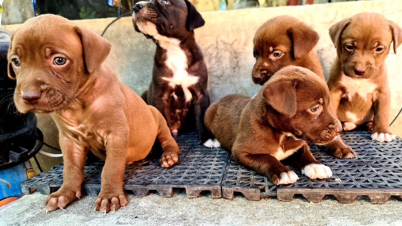 american bully x labrador (6 weeks old) YouTube