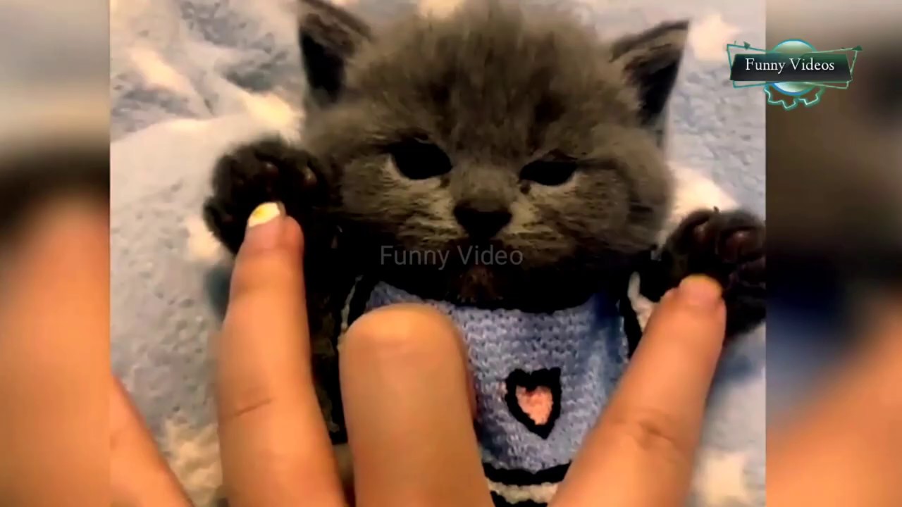 Kucing Lucu Part 4 - Cute Cats Part 4 