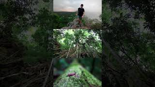 Unlocking the power of nature to boost mood, creativity, and concentration #shorts