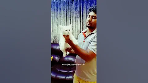 Video 1265981: white turkish angora, beautiful turkish angora, pets