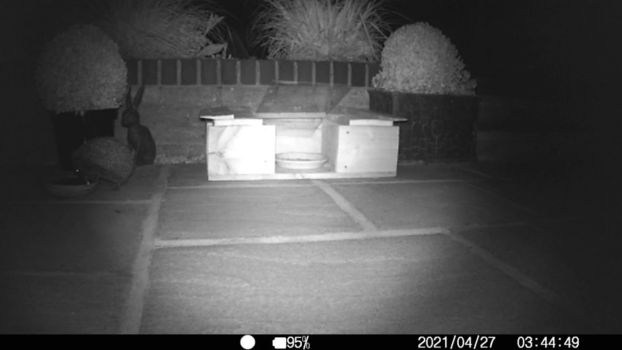 Hedgehog Cam day 2 - Feeding station/water bowl - Bonus mouse!