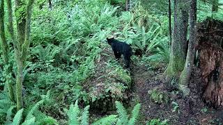 View from above of Koda checking out my camera on the far side of the mossy log.