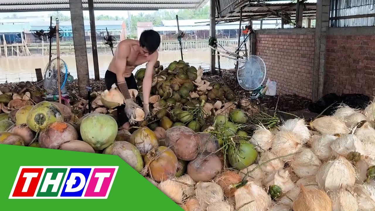 Bến Tre: Giá dừa khô nguyên liệu tăng cao kỷ lục | THDT